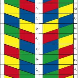 DNA Modeli Kağıt Poşet Demonte Fen Bilimleri projesi 