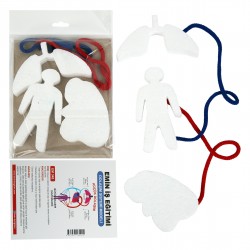 Dolaşım Sistemi Modeli