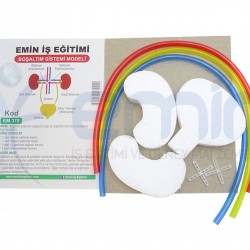 Boşaltım Sistemi Modeli